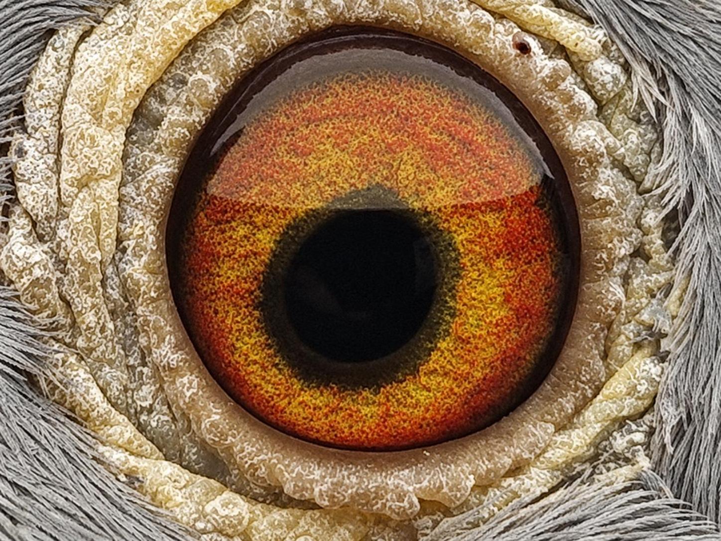 Pigeon eye